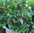 Pimenta Habanero RED